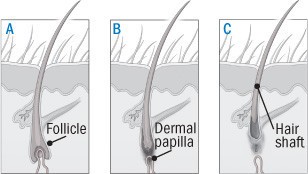 Life cycle of a hair